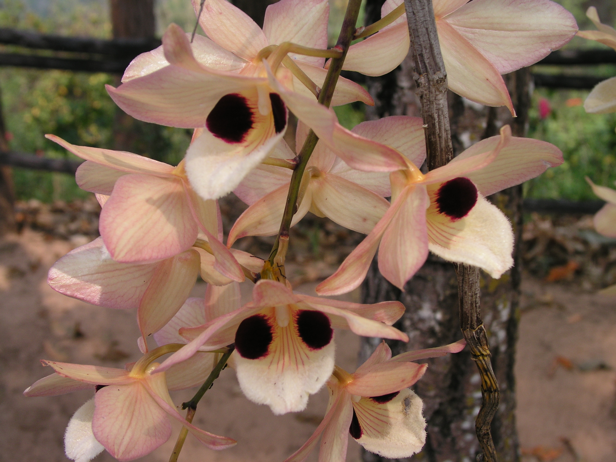 เอื้องคำตาควาย Dendrobium pulchellum Roxb. ex Lindl.<br/>ORCHIDACEAE